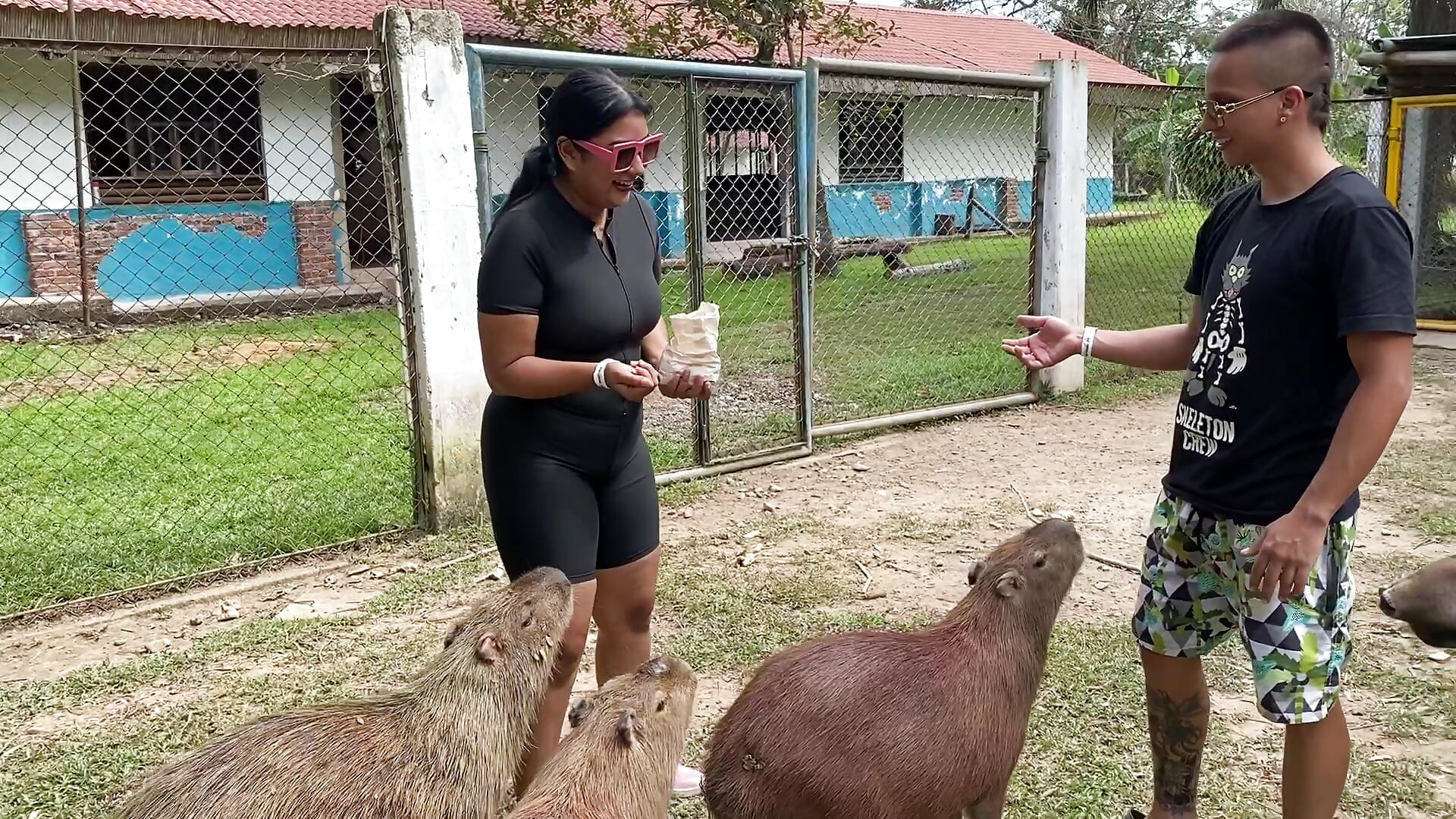 Safari Colombian animal🚨