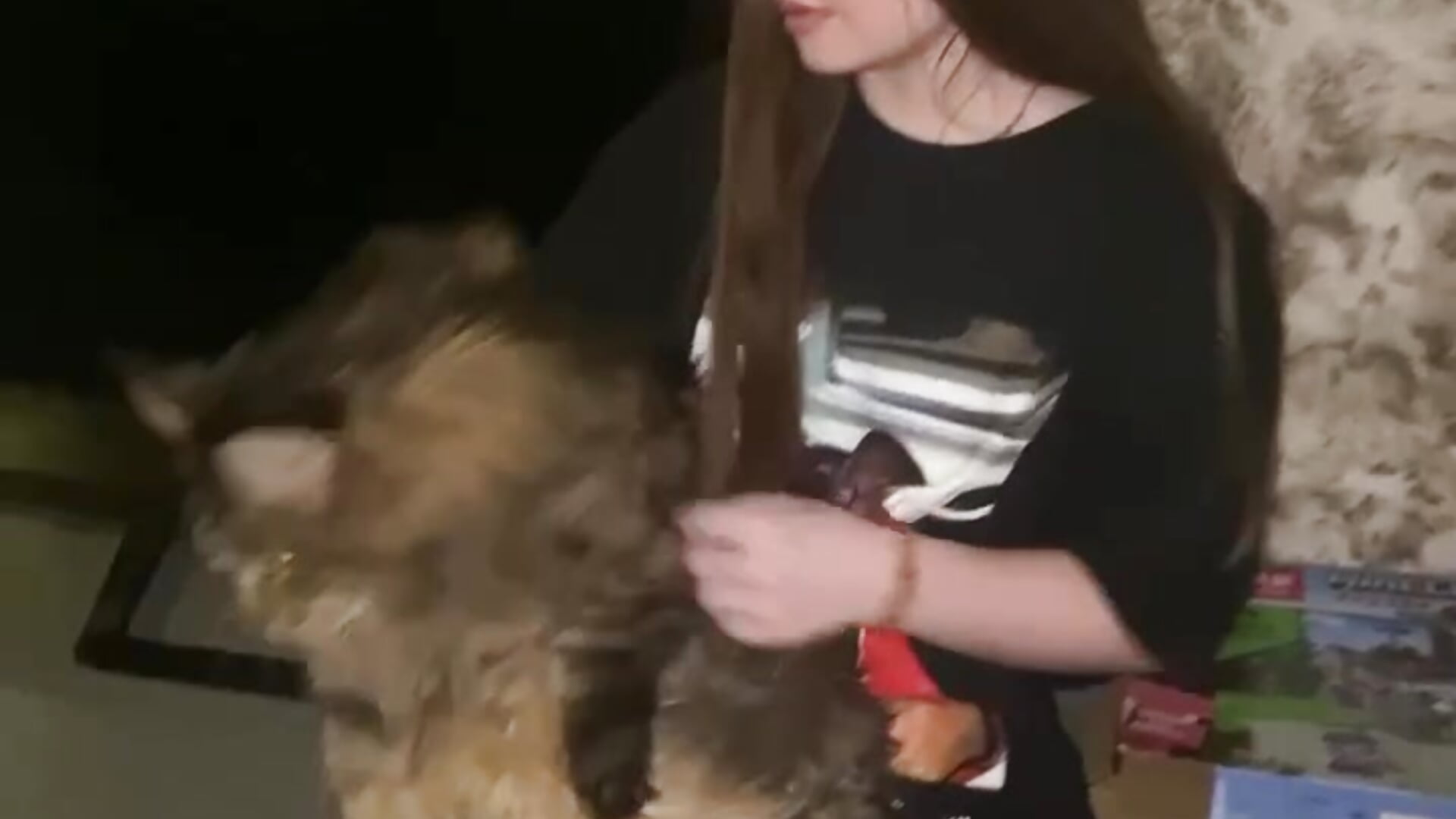 My cat