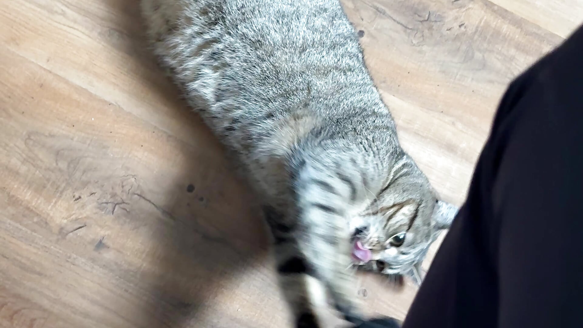My cat wanna eat me 🤣 - Video von kissedy Cam-Model