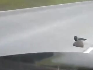 ❤️ Wonders of the animal world❤️How a crow helps a hedgehog to cross the road!❤️ - video by Snezhana cam model