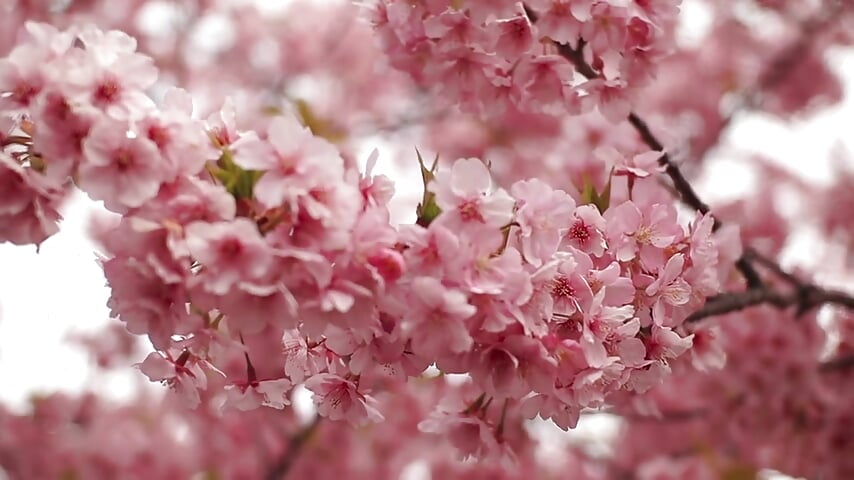 sakura_-_110790 (540p) (1) - video by SweetyMolly cam model