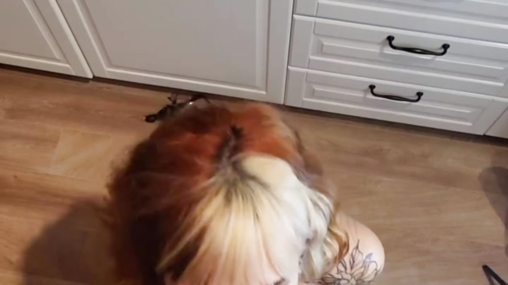 POV BJ Ticketshow 26.11 - video by SallyDinosaur cam model