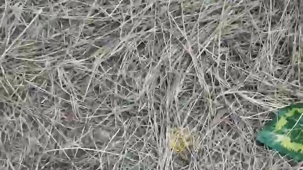 🍀 Green Desire - video by Lindsey8 cam model