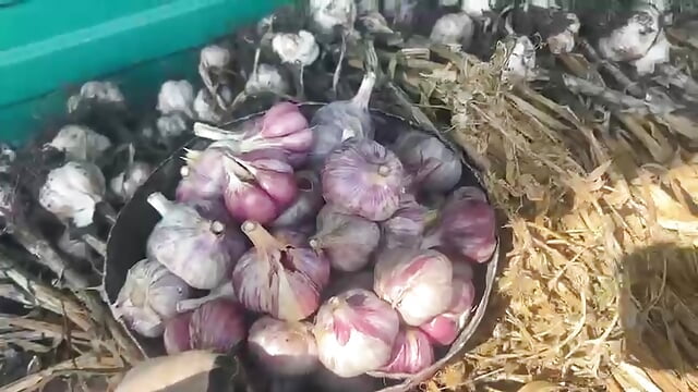 garlic's harvest