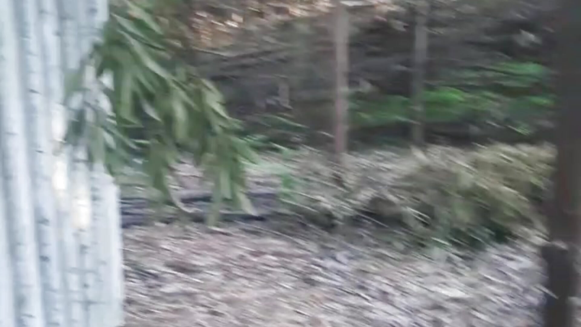 In the woods ( part 1) - clip cu pleasureseekerss model videochat