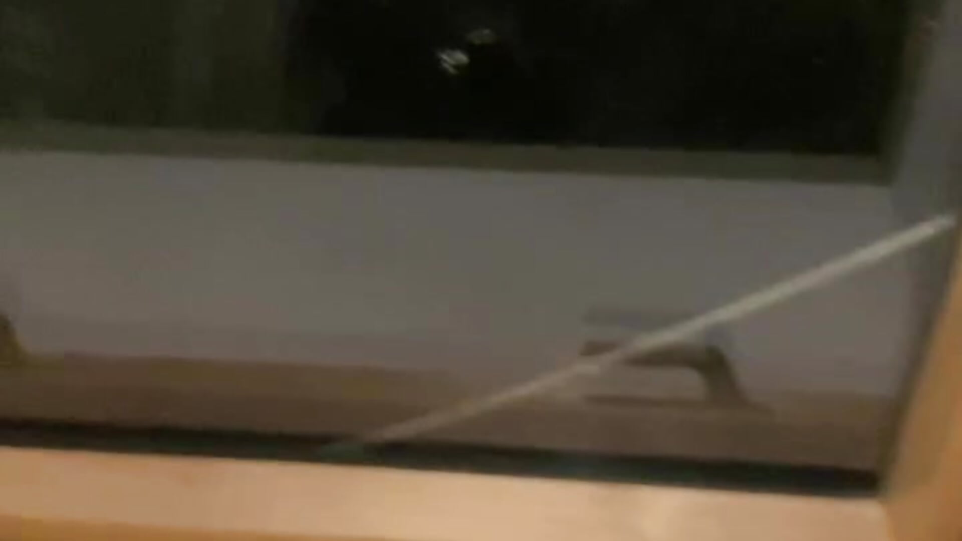 if you hear noise during my streams - these are two ferrets who live on the roof) - video by SugarMuse cam model