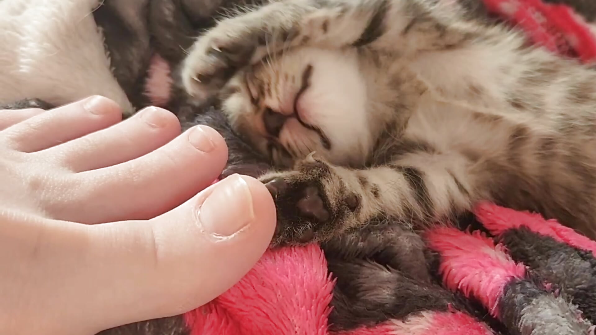 my feet and little kitten - video av Passionate_Angels cam-modell