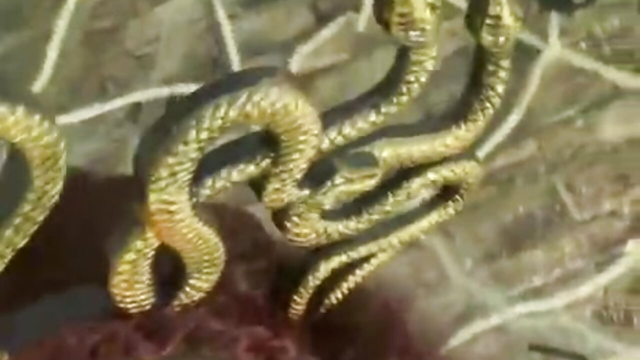 A glimpse of what's to come - video by Valeria__soler cam model