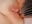 Hairbrush👀 - video by curvygirll2 cam model