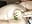 I fuck my ass with a cucumber - video by adhara-daaal cam model