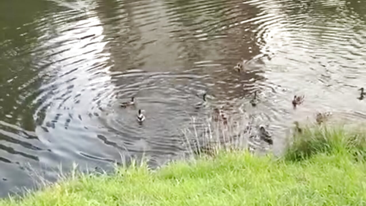 I'm feeding the ducklings : 3