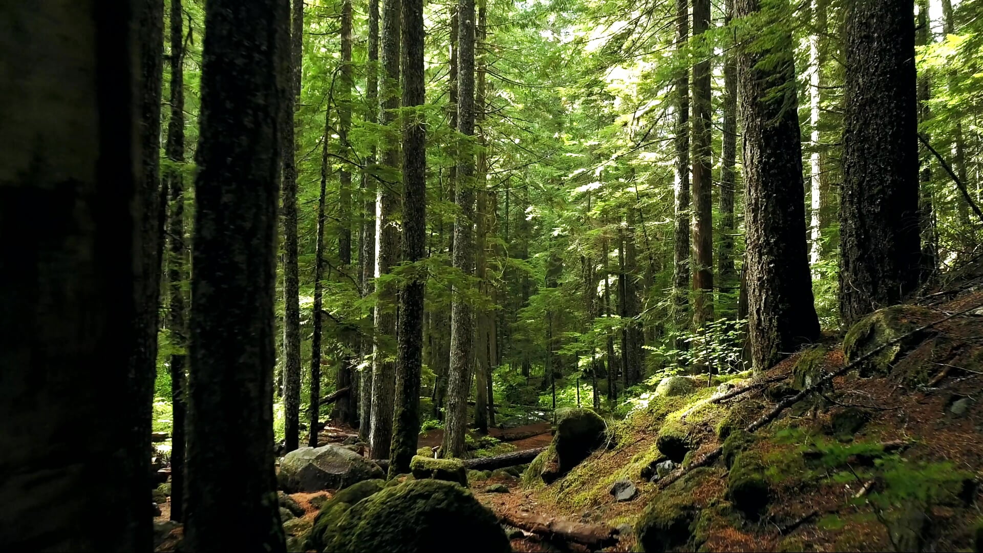 Some beauty :3 - video by Lena_Paulles cam model