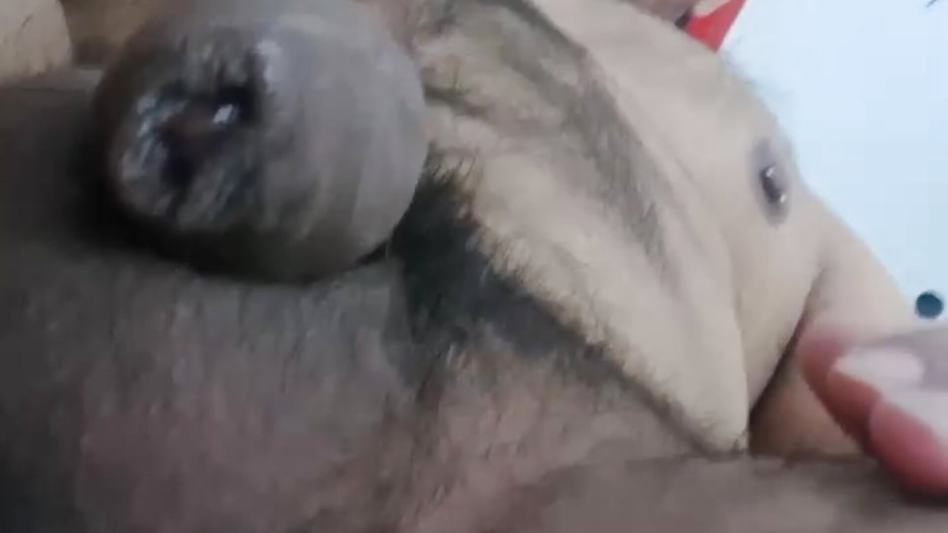 chupame las bolas dulcemente - video by KalethBigDick cam model