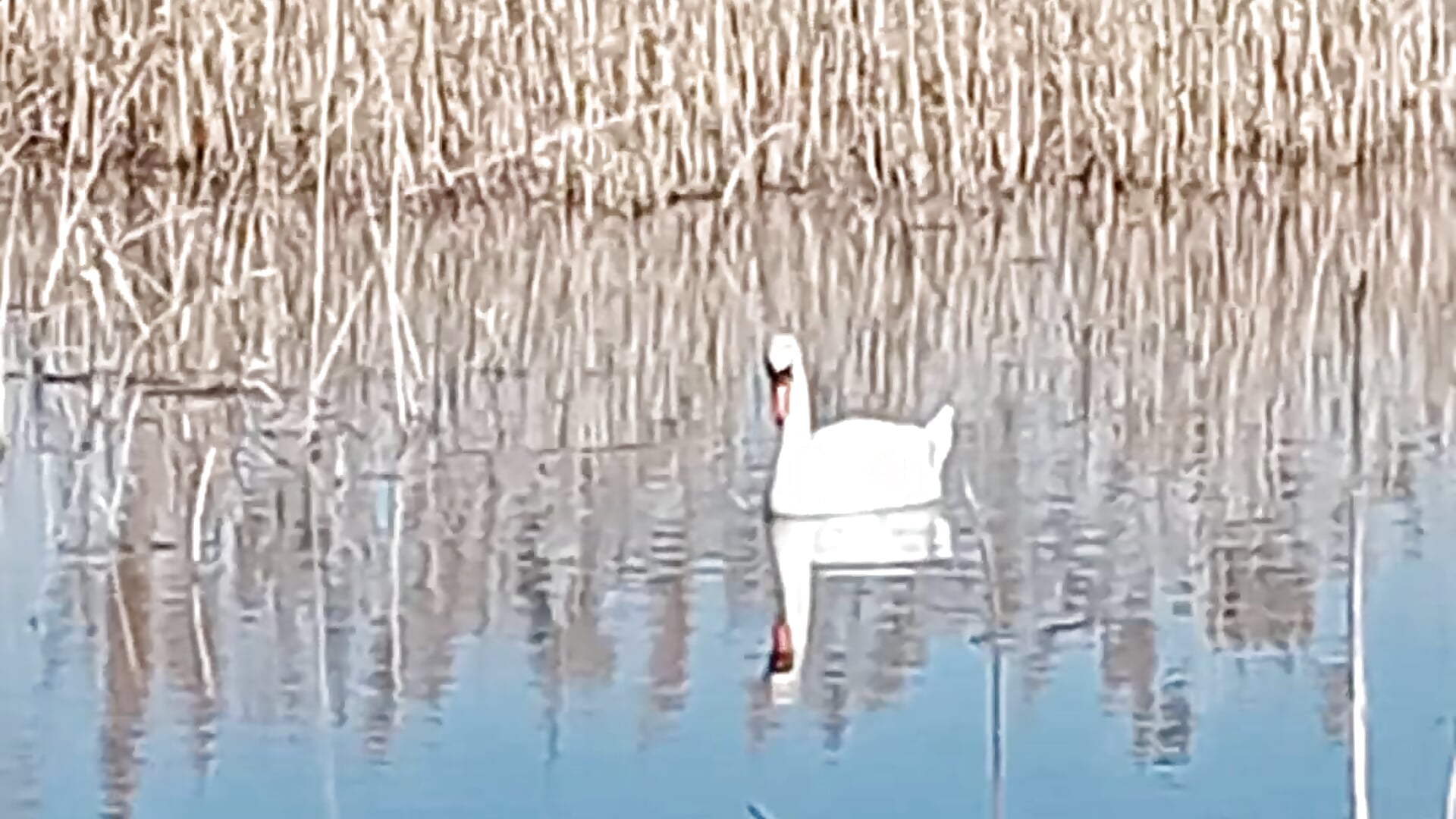 Handsome swans are catching fish in the river☀️🏞️🦢🦆🐠🐟 - video by Anita-Smith cam model