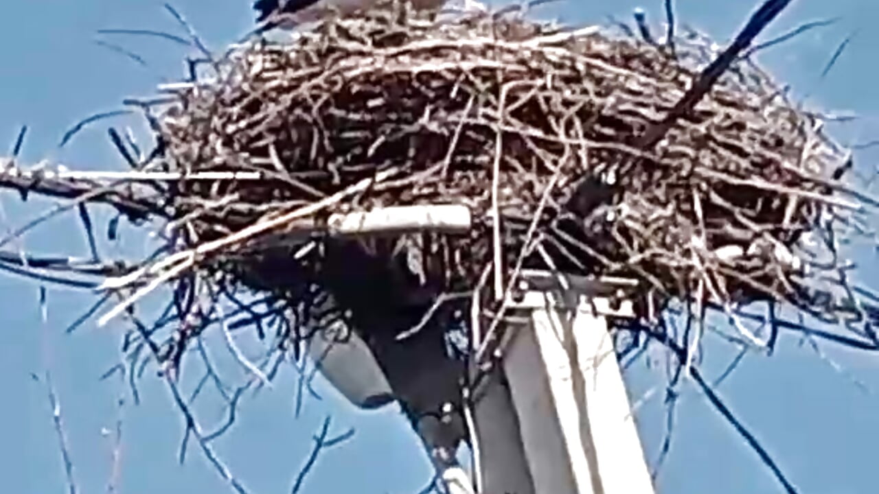Storks are handsome 🫶 - video by Anita-Smith cam model