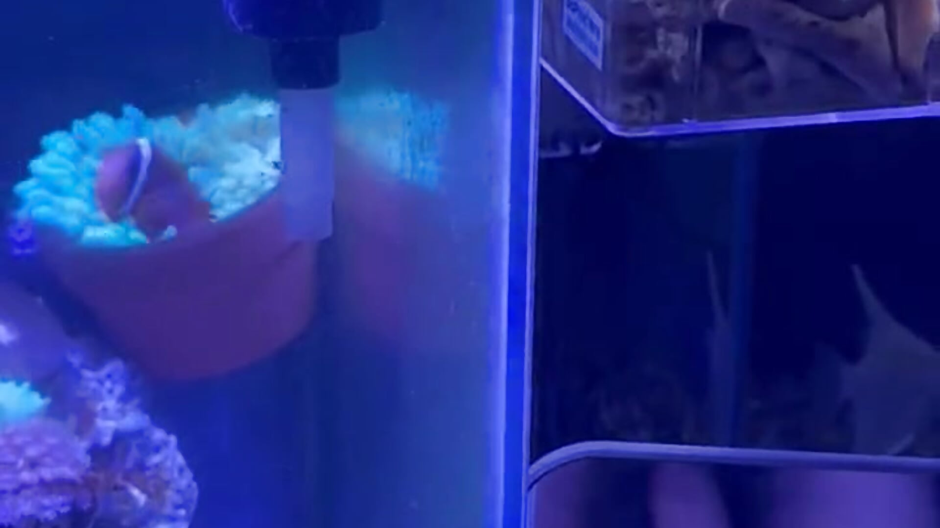 🐠 and 🐓 - vídeo de la modelo de cam Wuhuang11