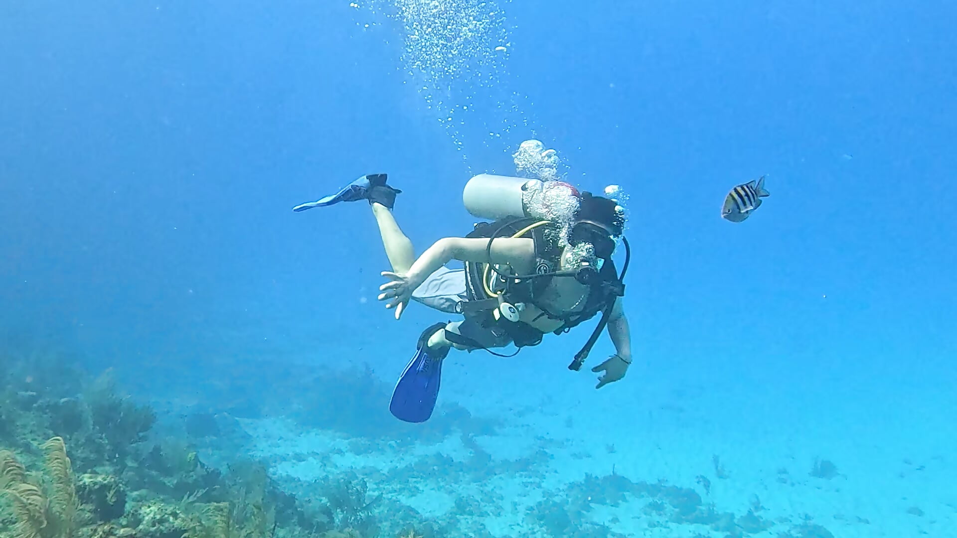 Join me to dive with me 🦈