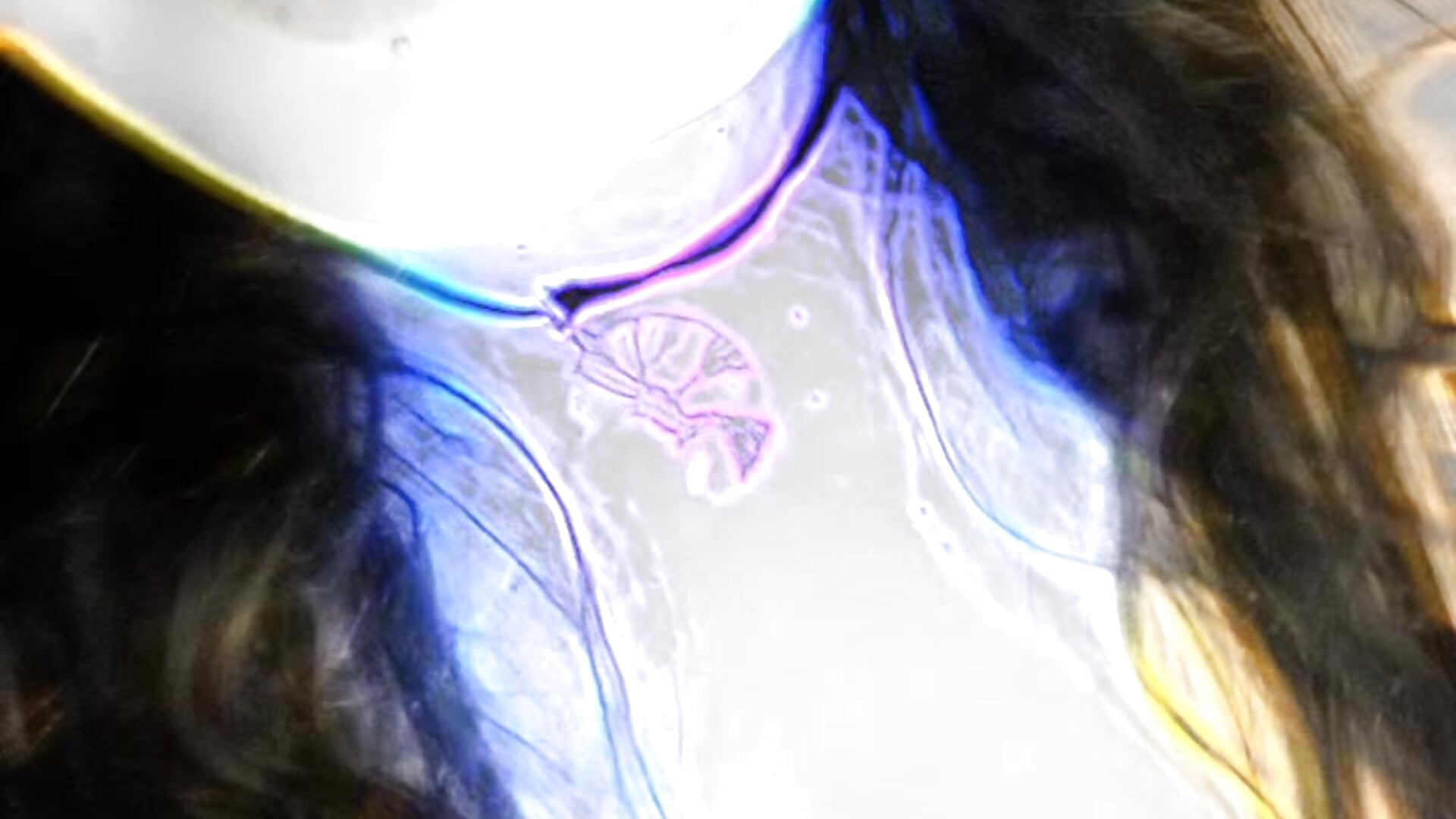 Bouncing Tits - Amethystbynight主播的视频