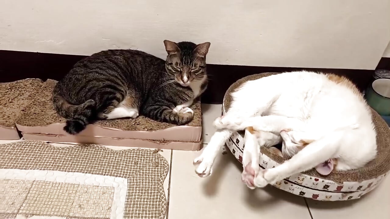 Coffee和咪咪寶寶– aFanny kameramodell videója