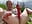 It's risky to jerk off in the park for you - video by LovenseLush cam model