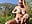 naked squirt in bushes of the park - video by LovenseLush cam model