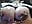 wax! - video by helenas_fantasy cam model