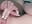 Rubbing my clit 🐱 - petitmarii 님의 동영상
