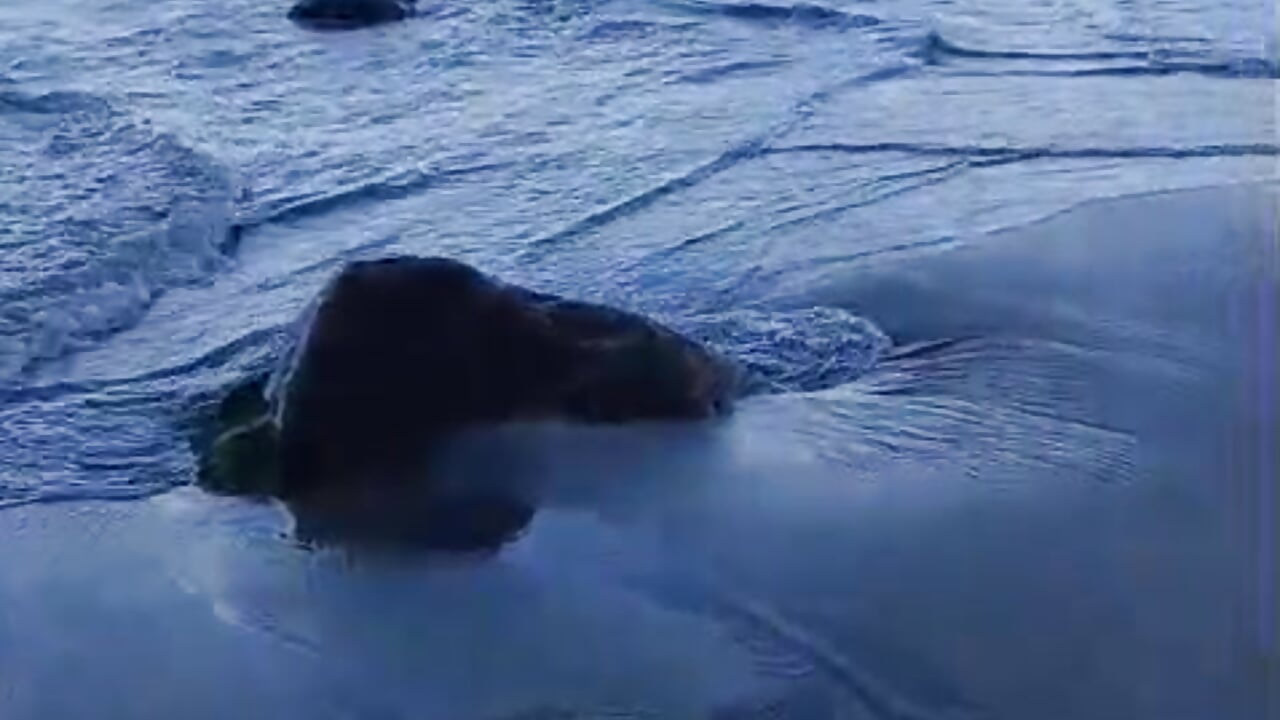 WhatsApp Video 2026-01-27 at 10,00,37 AM - video av Juliet_Nasty cam-modell