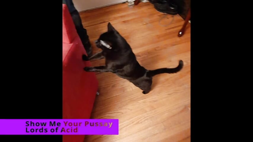 Show Me Your Pussay Clean Version - video by littlelustlamb cam model