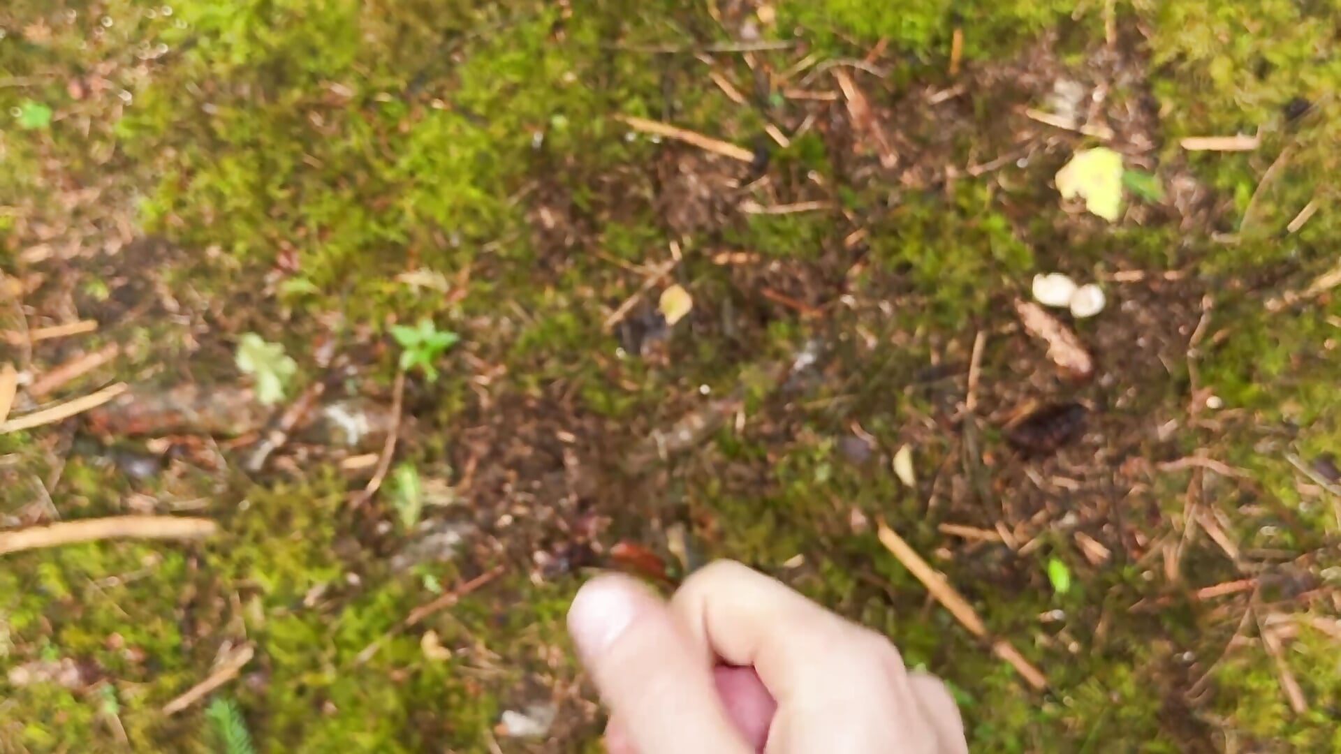 Cum in the Woods, I think someone saw me