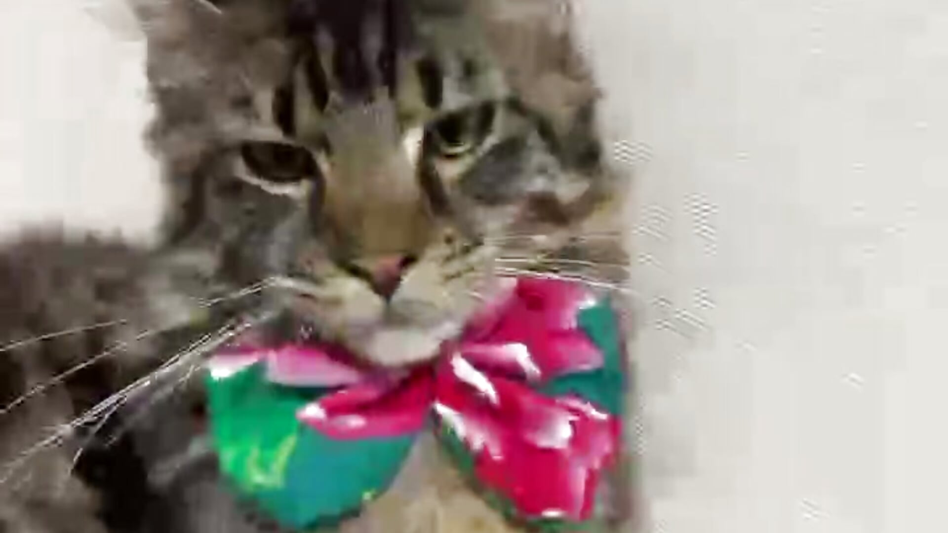 软软的猫丫