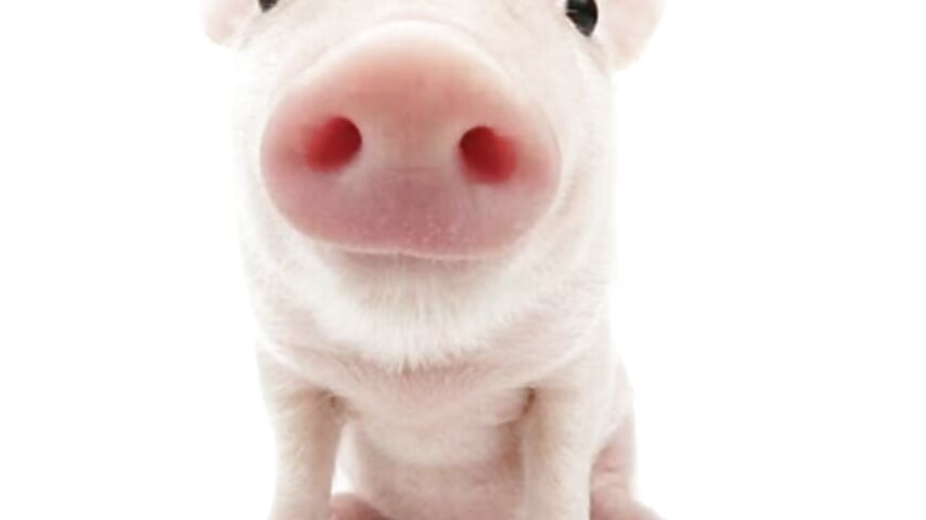 oink oink - video by _Uiii cam model