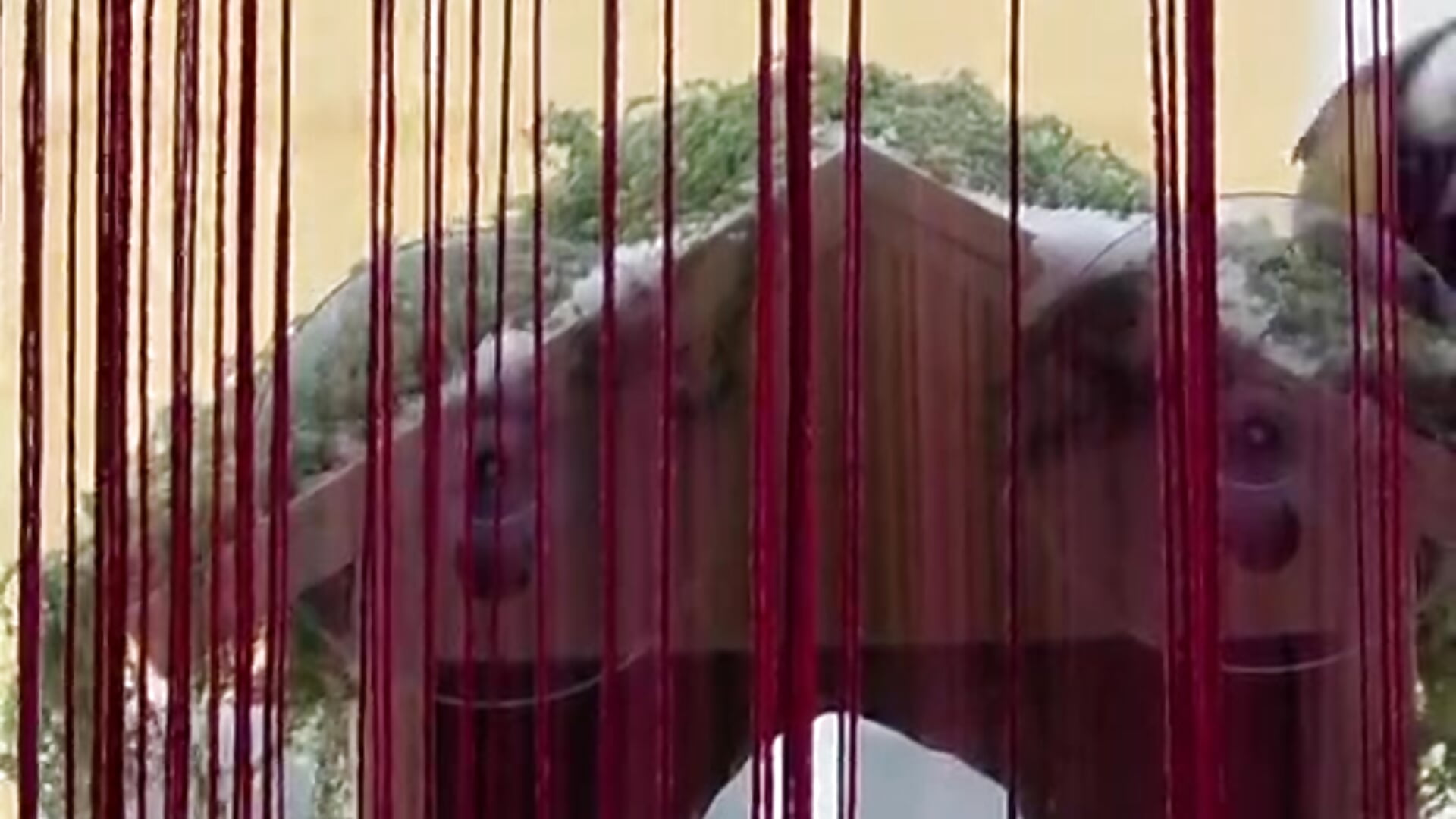 Birdhouse i made - video by Avi_Nile cam model