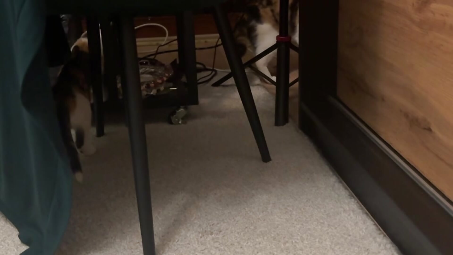 My forbidden room is finally open to my little kitties! 🐈🐈‍⬛ - vídeo de la modelo de cam Your_phobia
