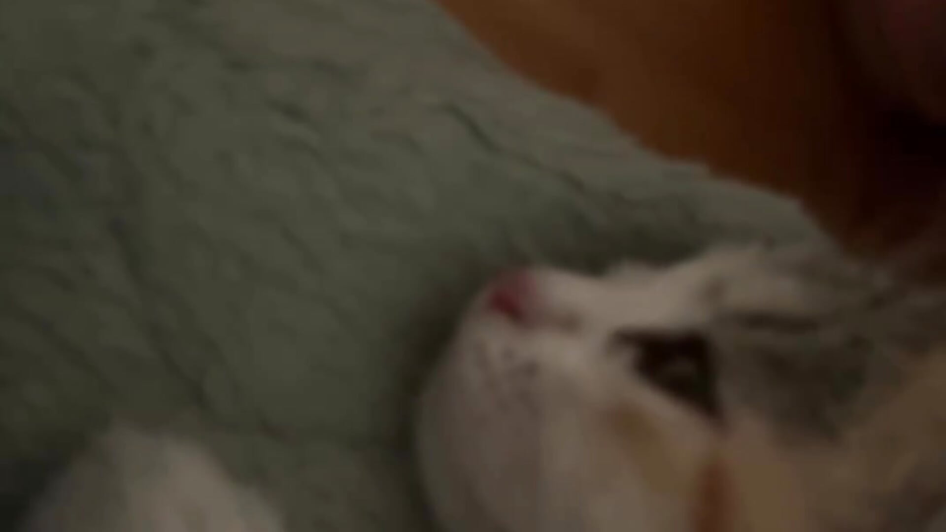 😍🐾 We’ve welcomed a second kitten into our family. Meet our little Leia! 🐱💕 - video by Your_phobia cam model