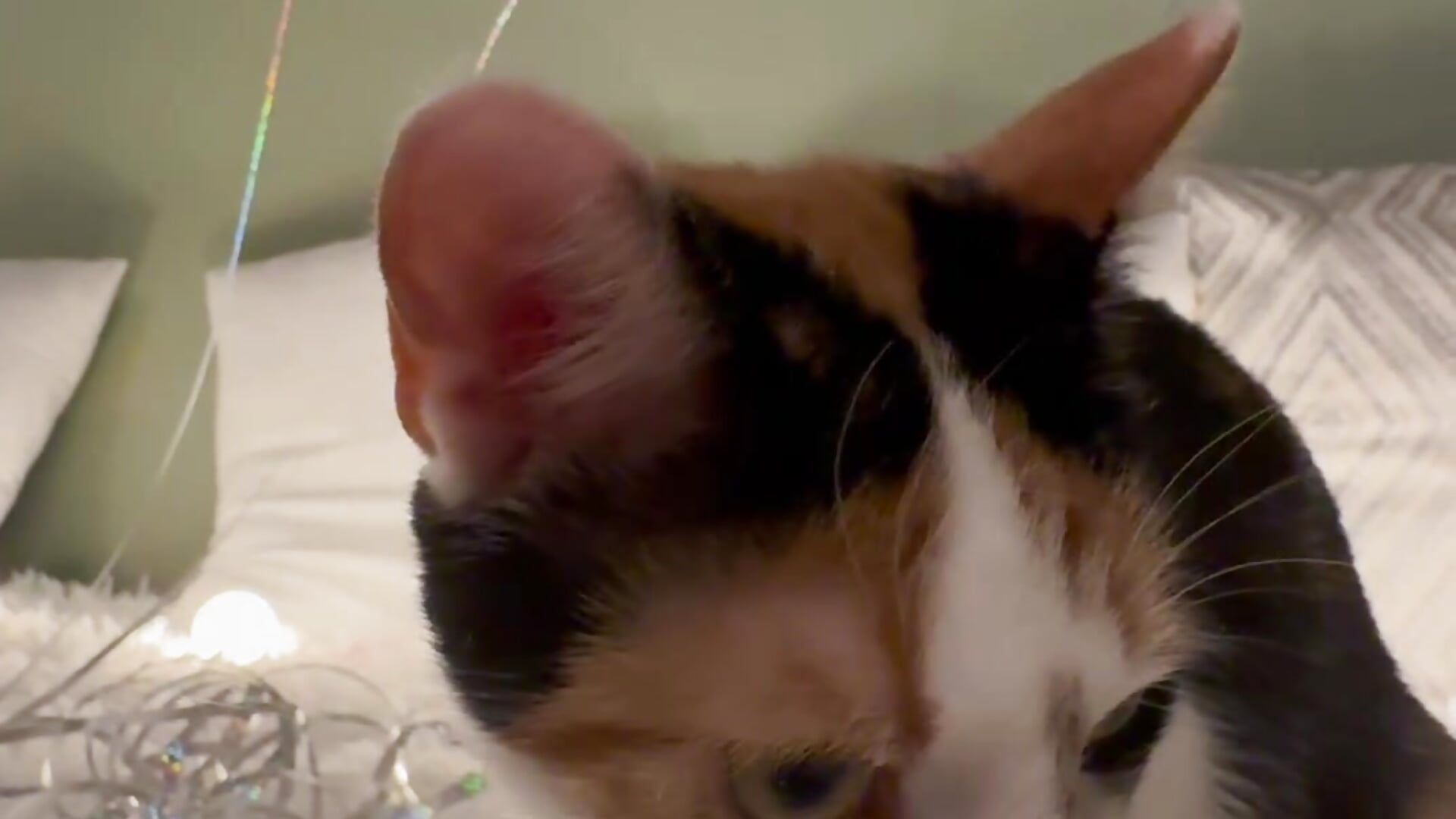 My Nikki chews balloon ribbon🙀😺😼🐈 - Vídeo de Your_phobia, modelo de vídeos