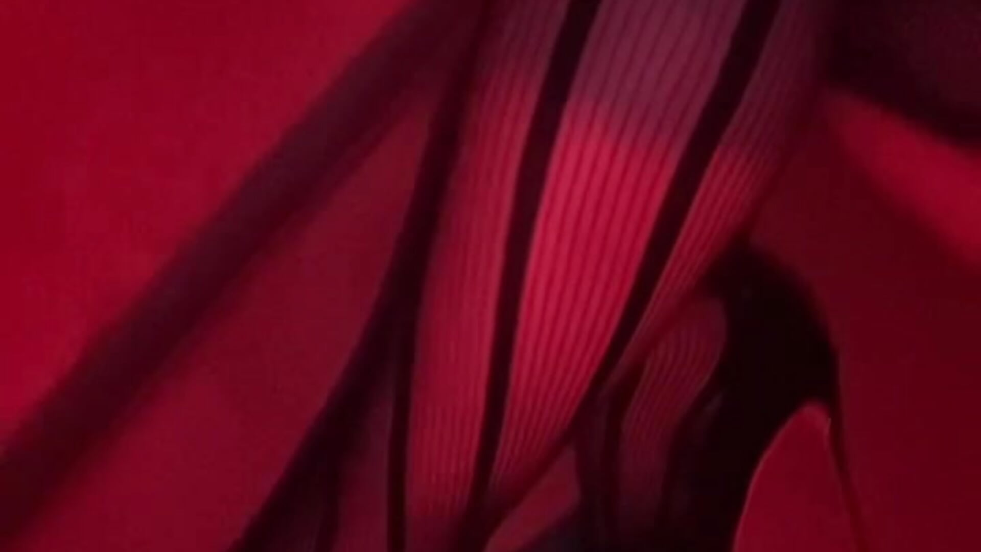 Red room - video by -SugarSass cam model