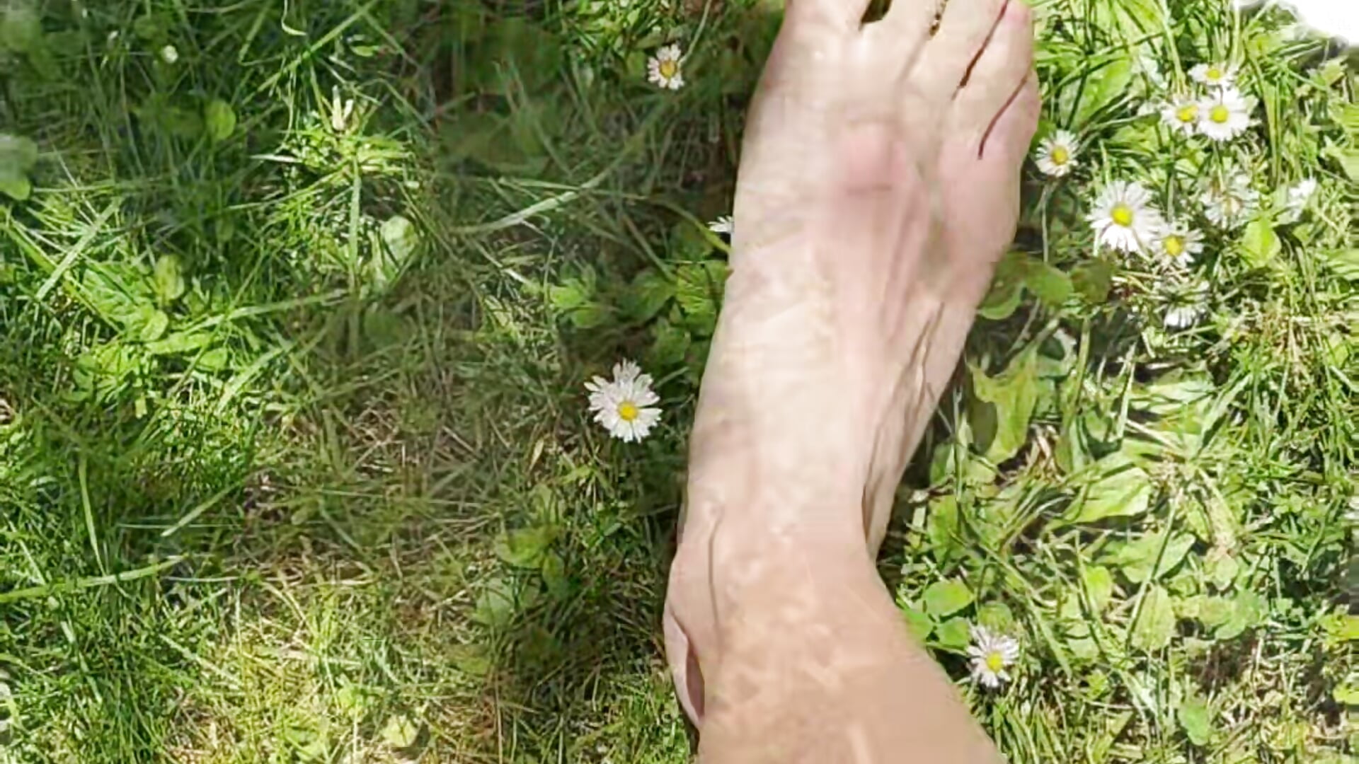 Balade pieds nu dans la pelouse de marguerites 🥰❤️