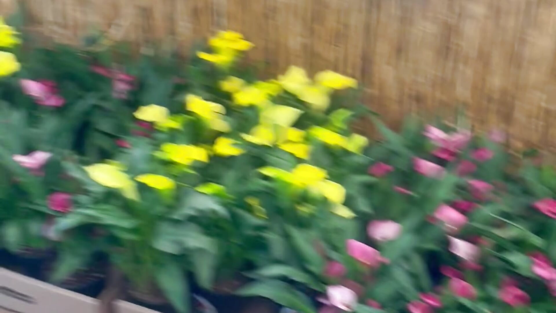 Plants - Jaytee1112主播的视频