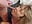 TRIO : ejac facial et avale (facial cumshot and swallow) - video by Timide_girl17 cam model