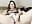 Cat’s special (as promised) - video by Sophia-Squirts-UK cam model