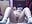 white socks and white dildo - video di Scarlett6331