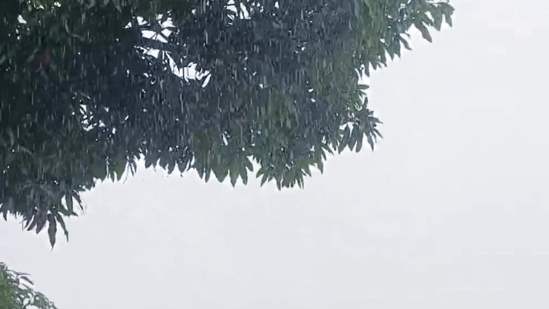 VID-20240304-WA0008