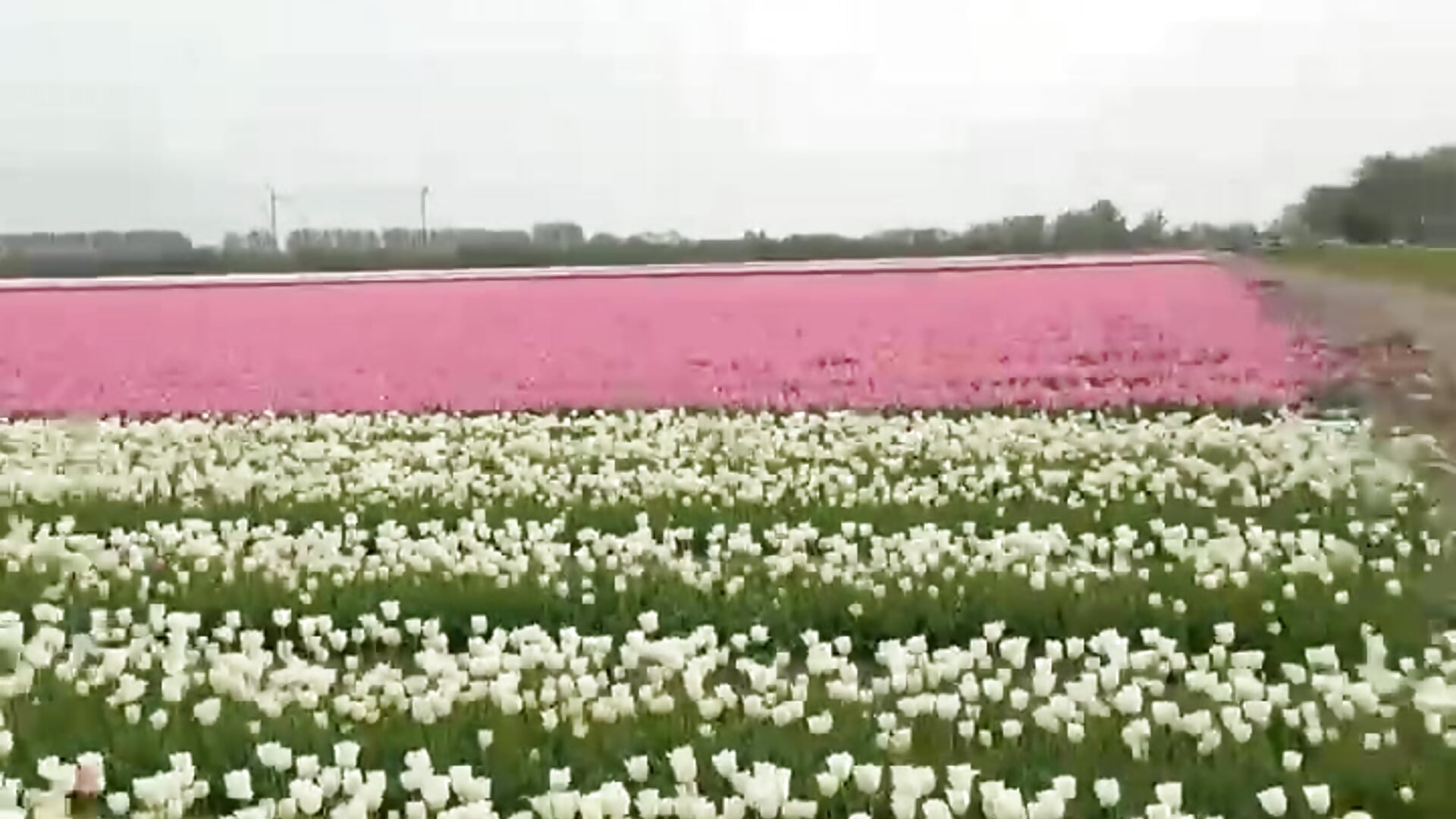 🌷🌷🌷🌷🌷 — filmik CarolaDrago, modela(-lki) na kamerkach