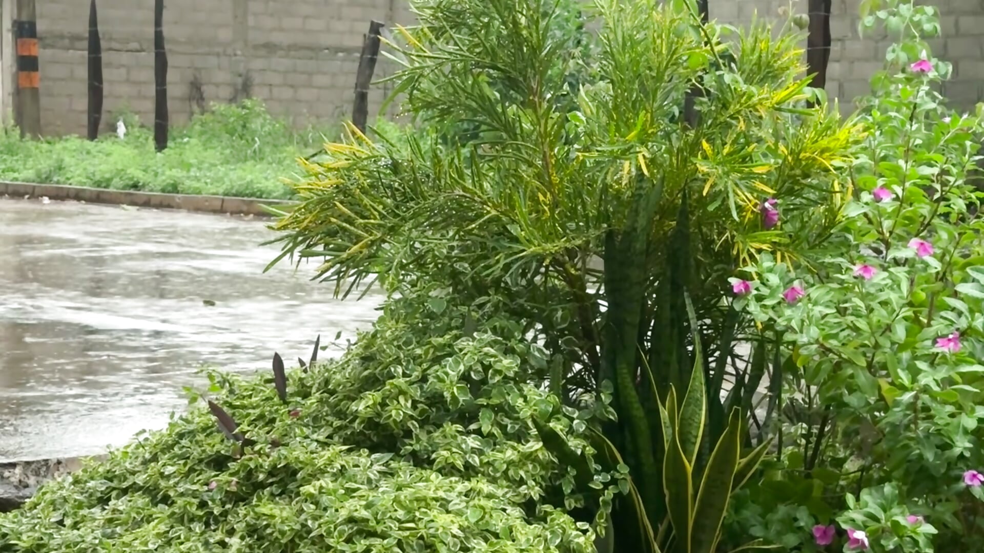 Tarde lluviosa, naturaleza y bella música de fondo 🌸🍃🌧️