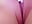 Rubbing my tight pussy 😋 - video by Molliexo cam model
