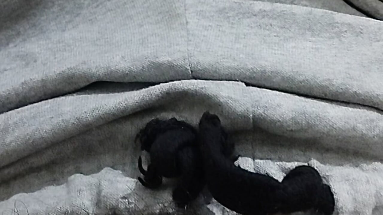 profile-intro-video-1754524723 - video by pedram95 cam model