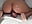 Watch me ride the BBC dildo 😈 - video by TheGirlNextDoor_33 cam model