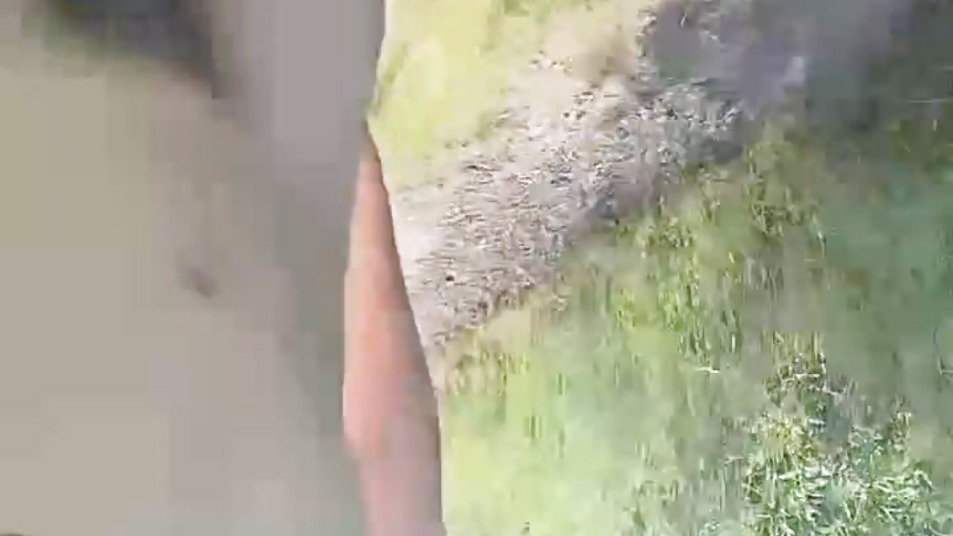 Kurzer Nackter Spaziergang mit peniskäfig