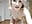 Interracial Double Penetration Dildo SHOW Blowjob & Anal fingering - missdaisydiamond777 님의 동영상